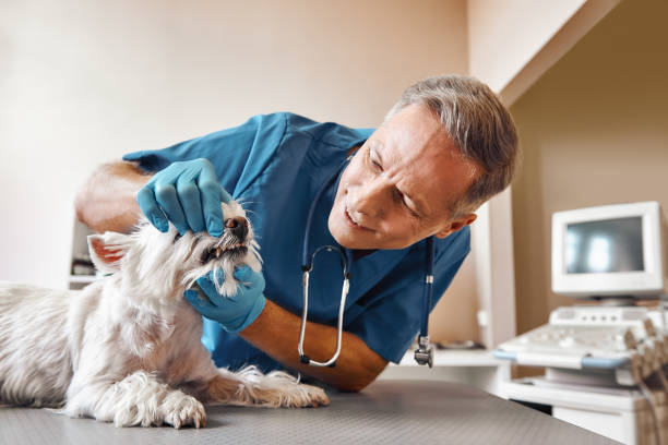 Best Emergency Treatment for Toothache in Jacksboro, TN